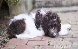 Informazioni sulla razza di cani Terranova e barboncini (Newfypoo)