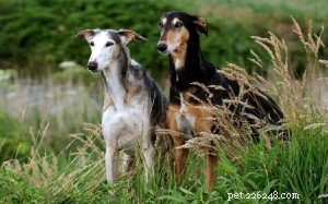 Informações sobre a raça do cão galgo polonês (Polski)