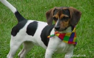 Doxle Dog Breed Information