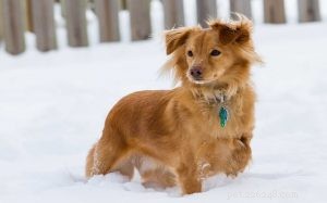 Informações sobre a raça Golden Dox Dog