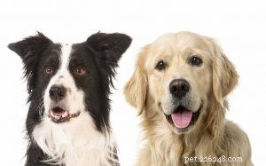 Informazioni sulla razza di cani Golden Collie