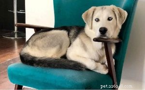 Informazioni sulla razza canina di Gober