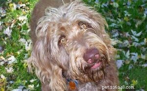 Weimardoodle-informatie over hondenrassen