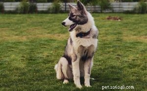 Huskita犬の品種情報 