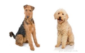 Informazioni sulla razza di cani Airedoodle