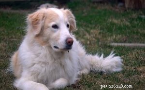 Информация о породе собак колли-пиренеи