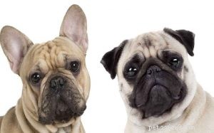 Informações sobre a raça do cão Frenchie Pug