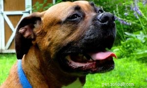 Informações sobre a raça do cão Boxweiler
