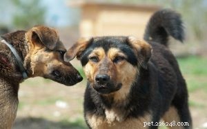 Information om blandrashundar