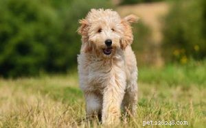 Informações sobre a raça do cão Goldendoodle