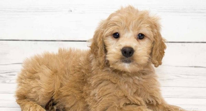 Informazioni sulla razza di cani Goldendoodle