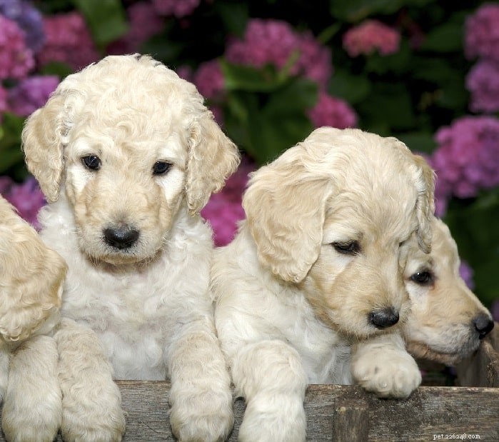 Информация о породе собак породы лабрадудель