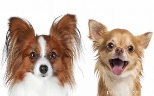 Informações sobre a raça do cão Chion (Papillon Chihuahua Mix)