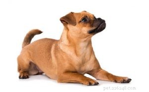 Informações sobre a raça do cão Daug