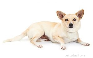 Chigi (Chihuahua en Corgi Mix) hondenrasinformatie