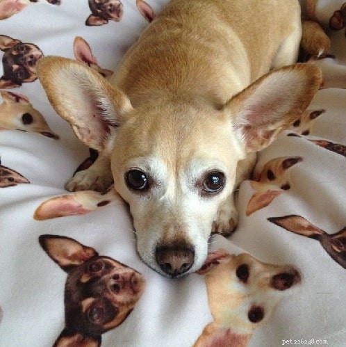Chigi（Chihuahua and Corgi Mix）Dog Breed Information