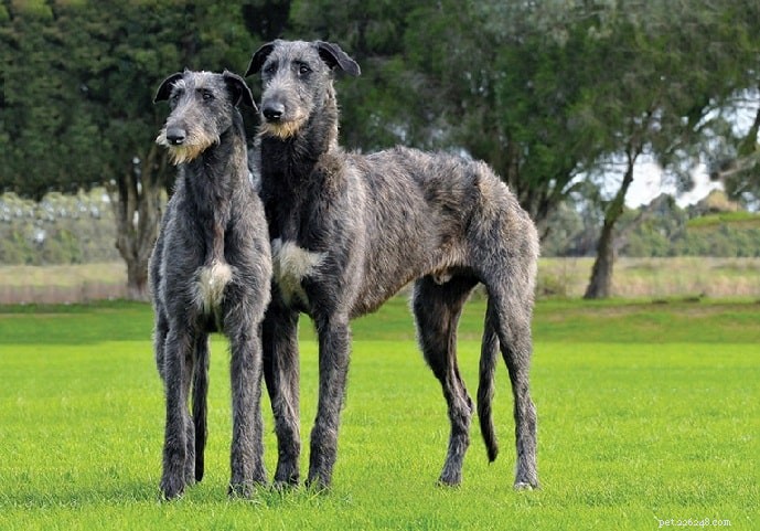 Scottish Deerhound vs Irish Wolfhound | Diferenças e semelhanças