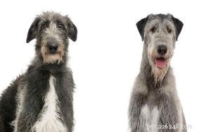 Skotský deerhound vs irský vlkodav | Rozdíly a podobnosti
