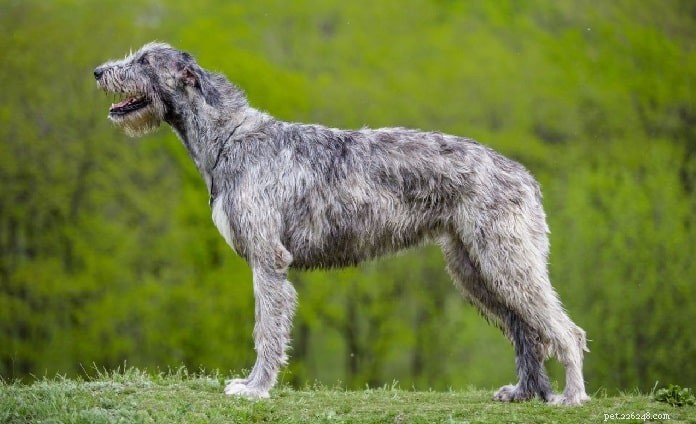 Skotský deerhound vs irský vlkodav | Rozdíly a podobnosti