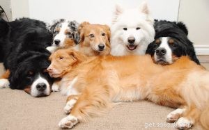 10 races de chiens les plus adorables à sélectionner