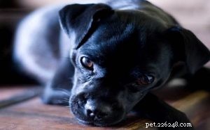 Информация о породе собак карлин-пинчер