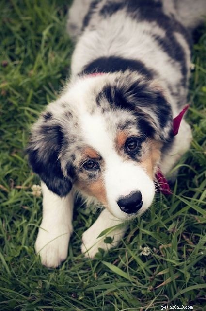 10 races de chiens les plus adorables à sélectionner