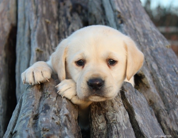 10 schattigste middelgrote hondenrassen die u kunt selecteren