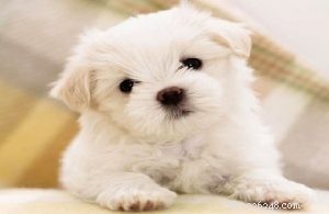 10 sötaste små hundraser som du kan välja ut