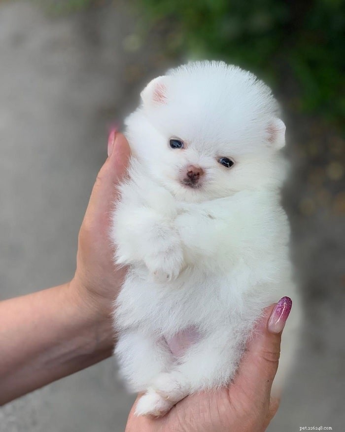 あなたが選択するための10の最もかわいい小型犬種 