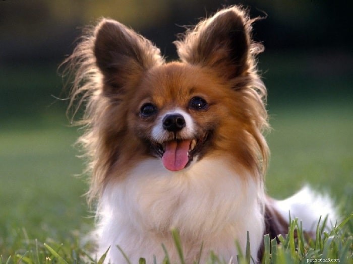 10 самых симпатичных пород собак небольшого размера, которые вы можете выбрать