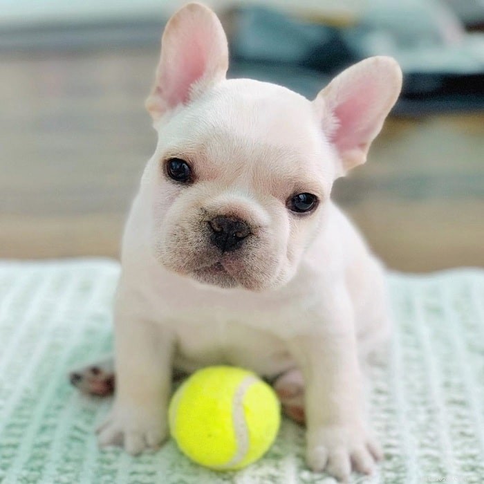 10 sötaste små hundraser som du kan välja ut