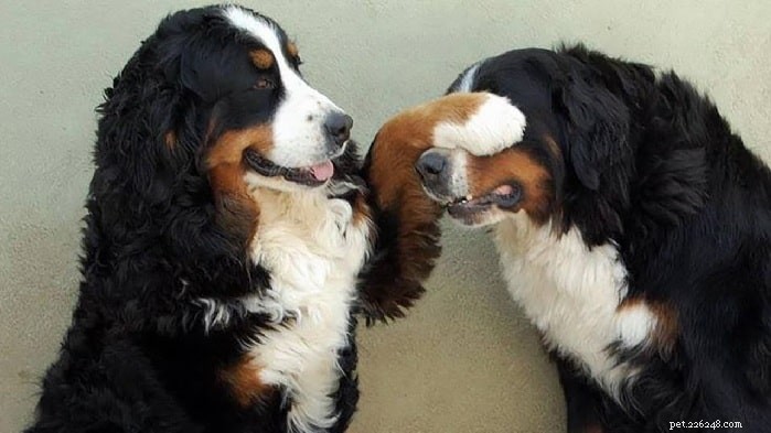 10 schattigste grote hondenrassen die u kunt selecteren