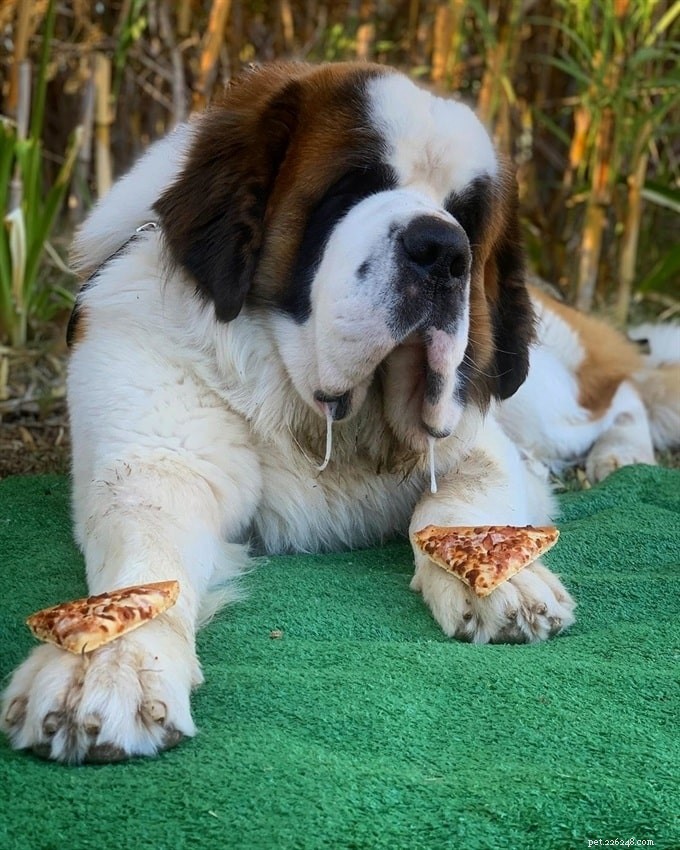 10 самых симпатичных крупных пород собак, которые вы можете выбрать