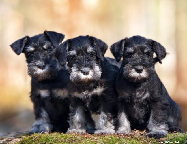 Informazioni standard sulla razza di cani Schnauzer