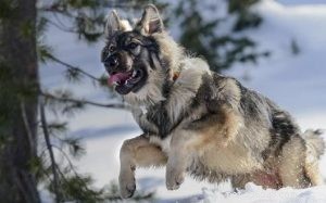 Informações sobre a raça de cães Shepalute da Alsácia (Alsaciano americano)