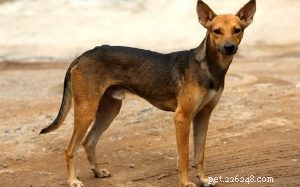 Informations sur la race de chien paria indien
