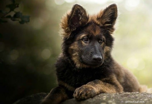 Informazioni sulla razza di King Shepherd Dog