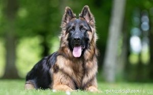 Informations sur la race de chien King Shepherd