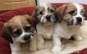 Informações sobre raças de cães Beagle e Shih Tzu (Bea-Tzu)