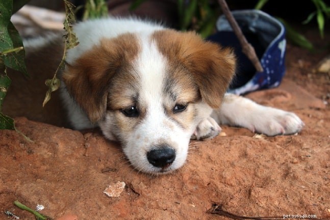 Informazioni sulla razza di cani Beagle e Shih Tzu Mix (Bea-Tzu)