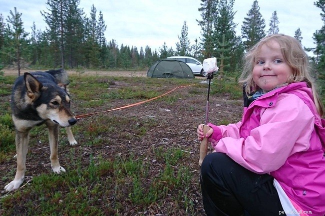 Informações sobre a raça de cães Laika da Sibéria Oriental