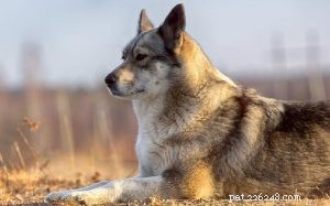 Informace o plemeni východosibiřského psa Laika
