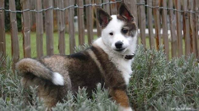 イーストシベリアンライカ犬の品種情報 