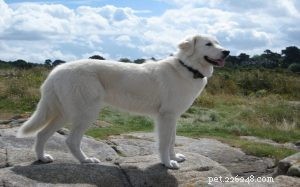 Informazioni sulla razza del cane da pastore maremmano