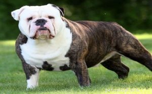 Informazioni sulla razza di cane Bulldogge vittoriano antico