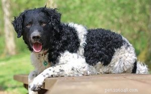 Informazioni sulla razza canina Frisian Water Dog (Wetterhoun)