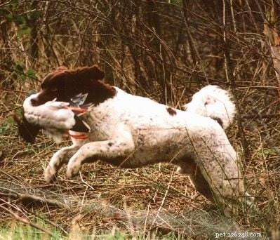 Frisisk vattenhund (Wetterhoun) Hundrasinformation