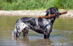ラージミュンスターランダー犬の品種情報 