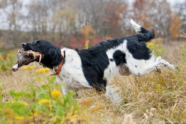Информация о крупной породе собак Мюнстерлендер