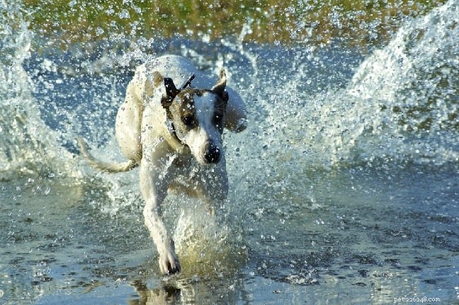 Magyar agar Informations sur la race de chiens